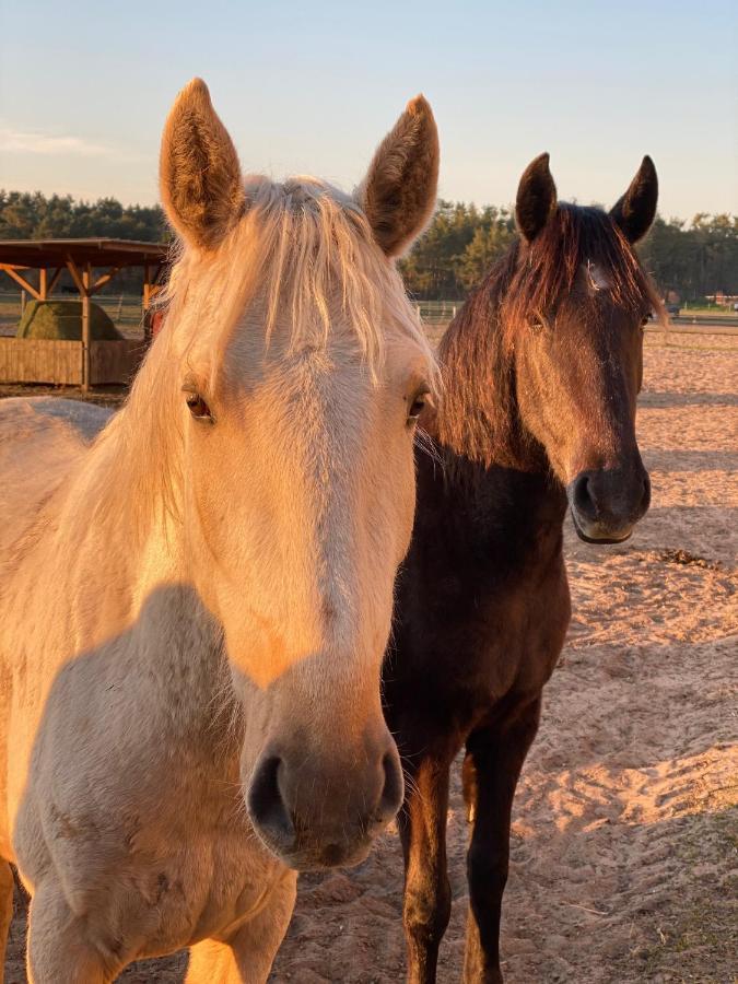 Ferienwohnung Auf Pferdehof Dreetz Eksteriør billede